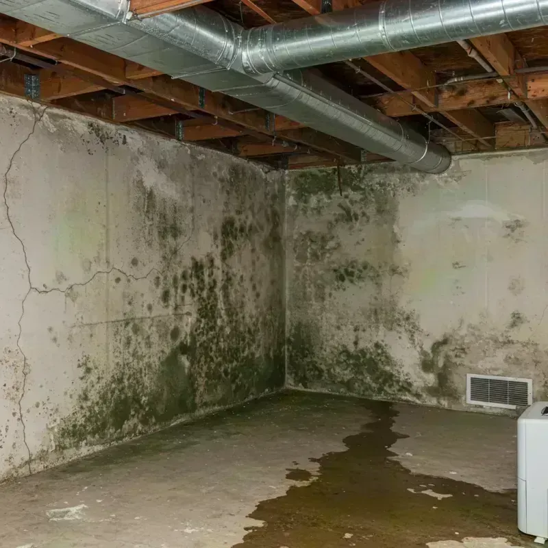 Professional Mold Removal in Wellsville, MO